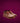 Burgundy Barefoot Pals for Children